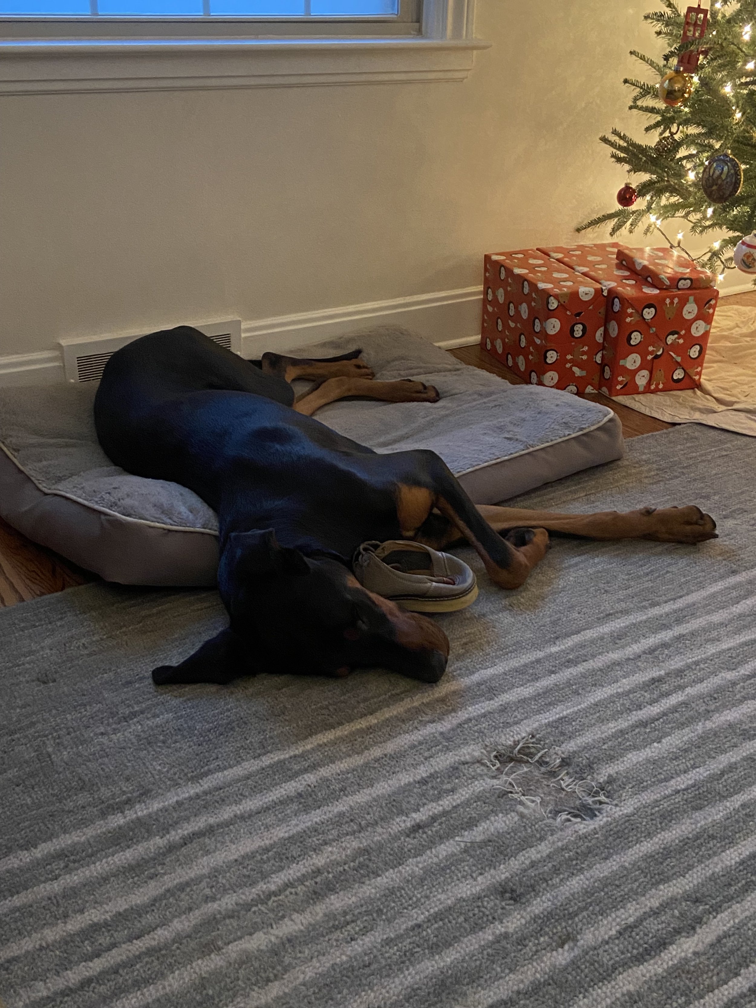 In-home dogcare overnight
