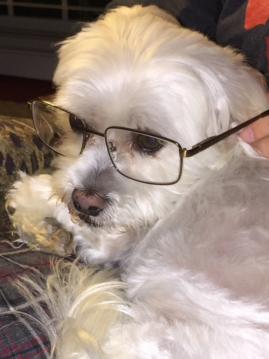A white dog with glasses resting on its nose, looking very proper and wise.