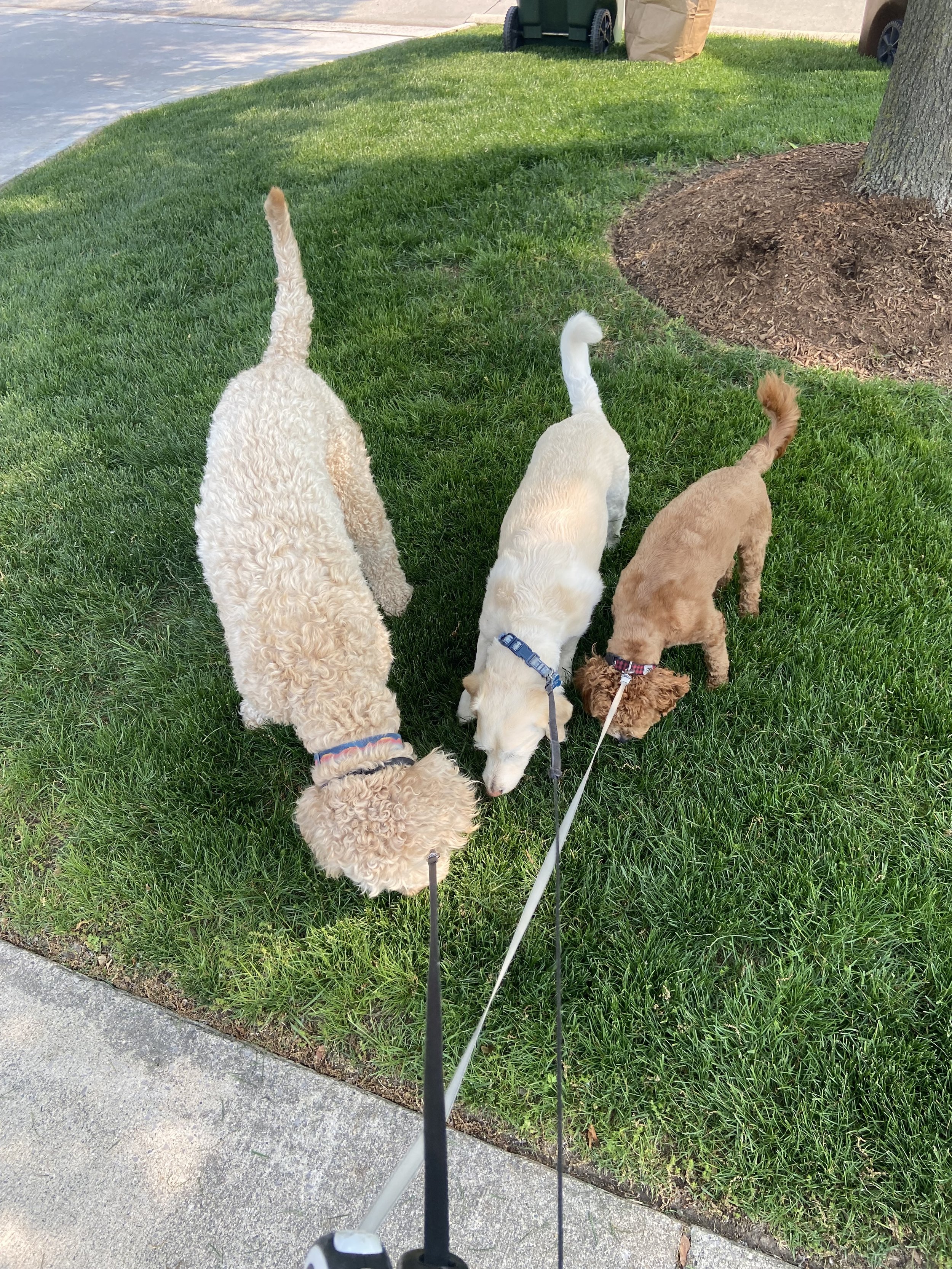 Dog walking during a daytime check in