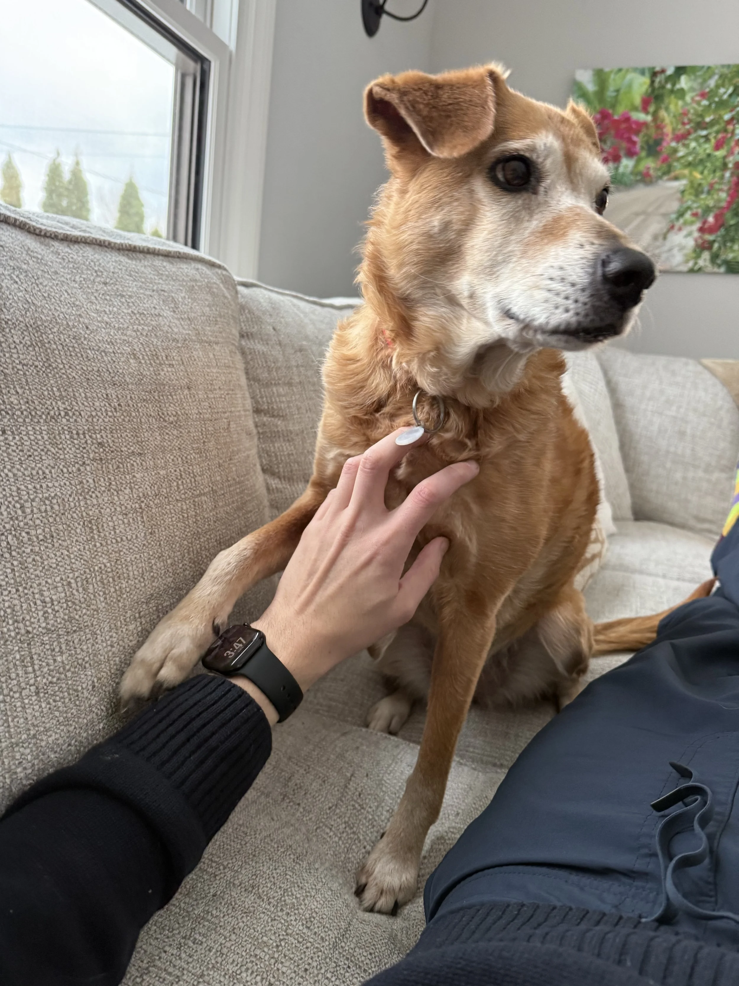Older puppy giving me her paw as she gets distracted.