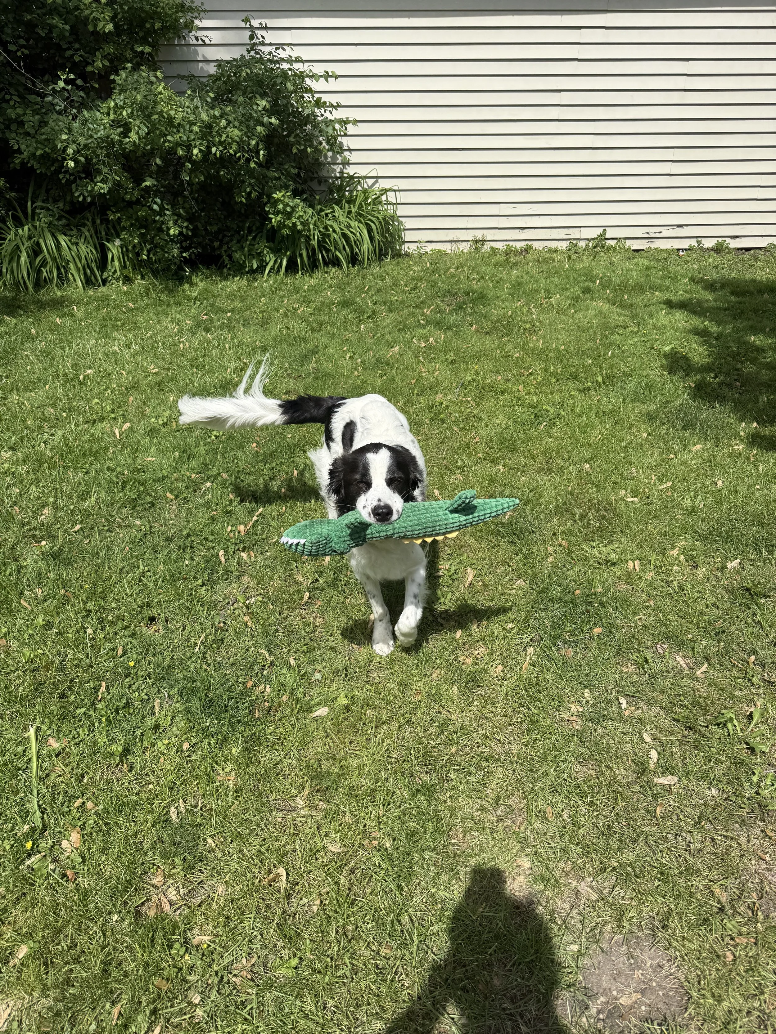 A black and white dog with a toy in its mouth enjoying his brand new yard.