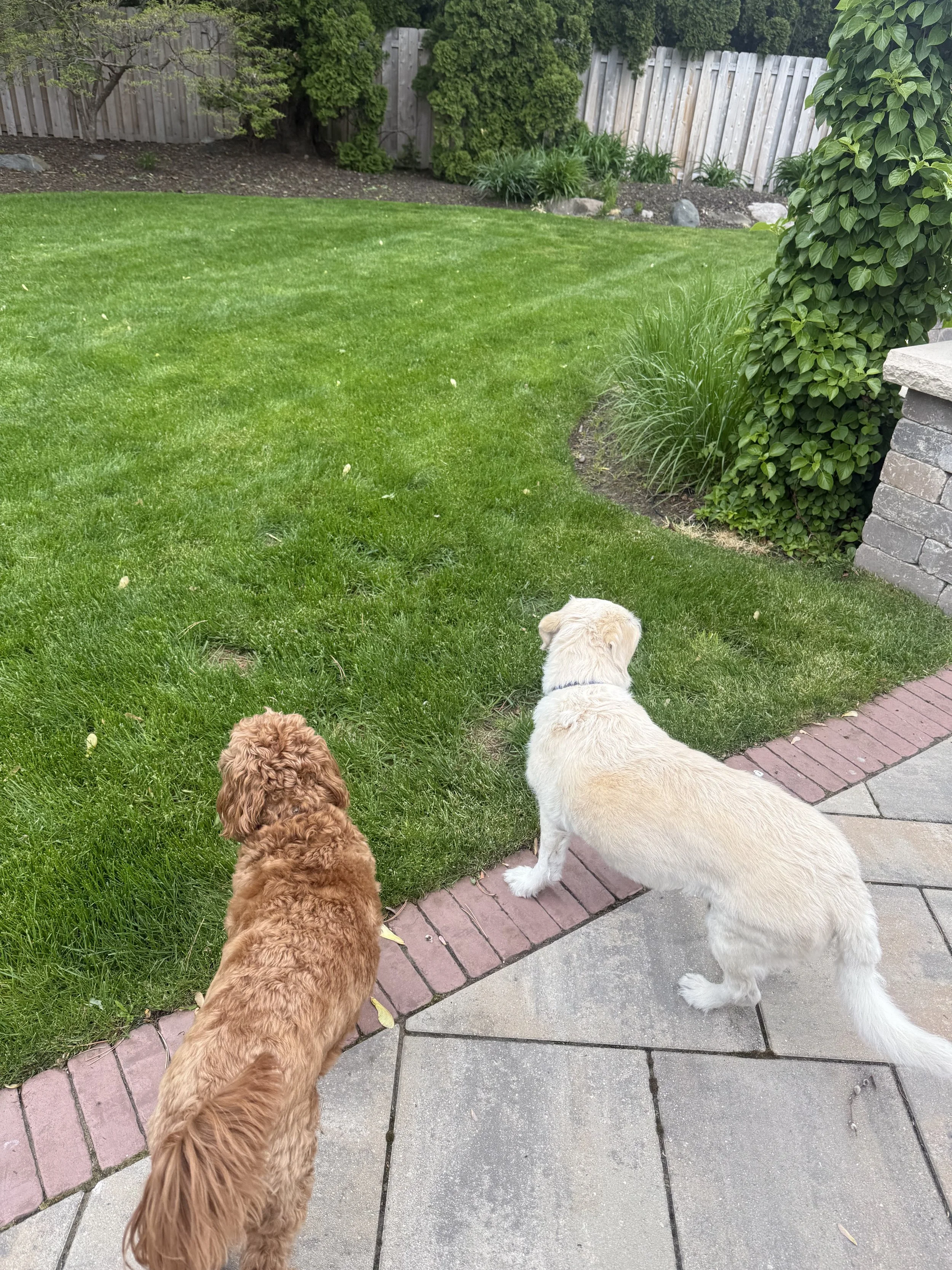 Sammy and Woody looking out over Mom's yard.