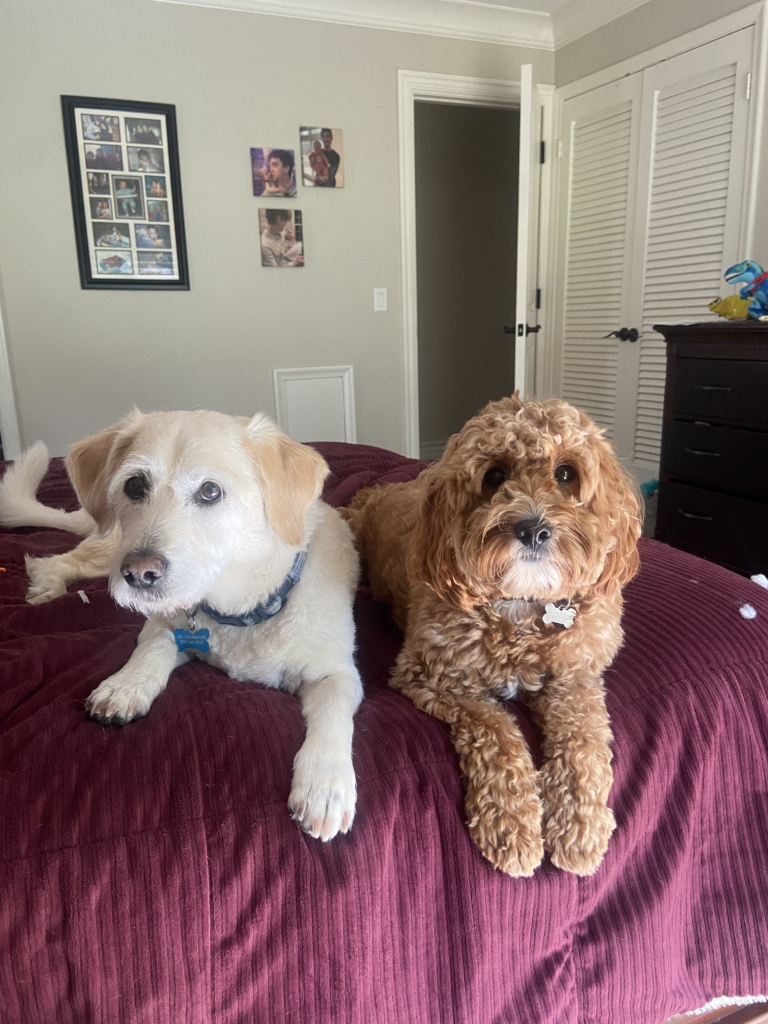 Two adorable puppies lying side by side on the bed, looking intently at the cameraman.
