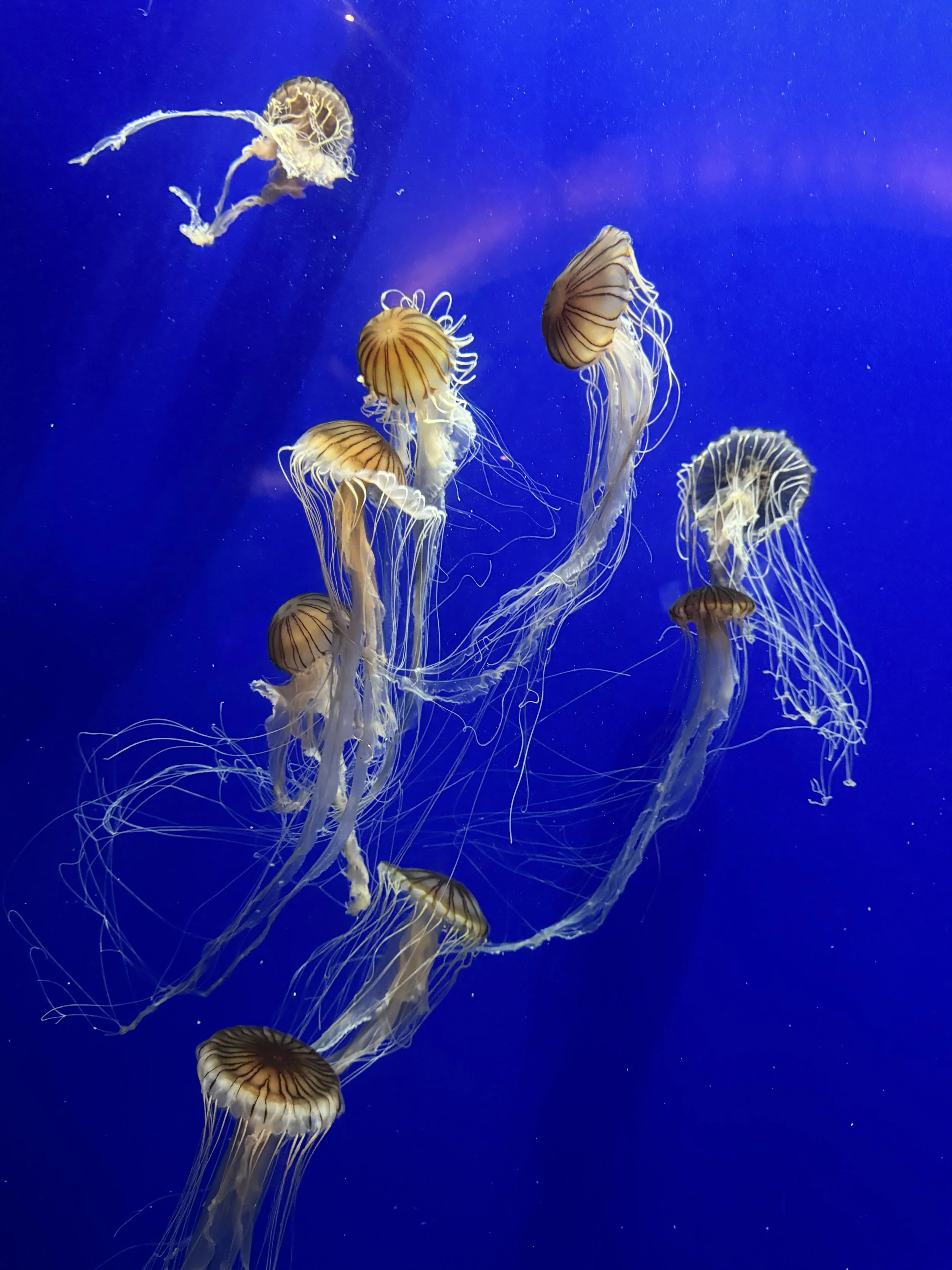 Jellyfish