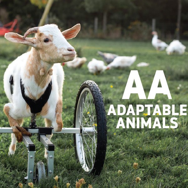 Adaptable Animals