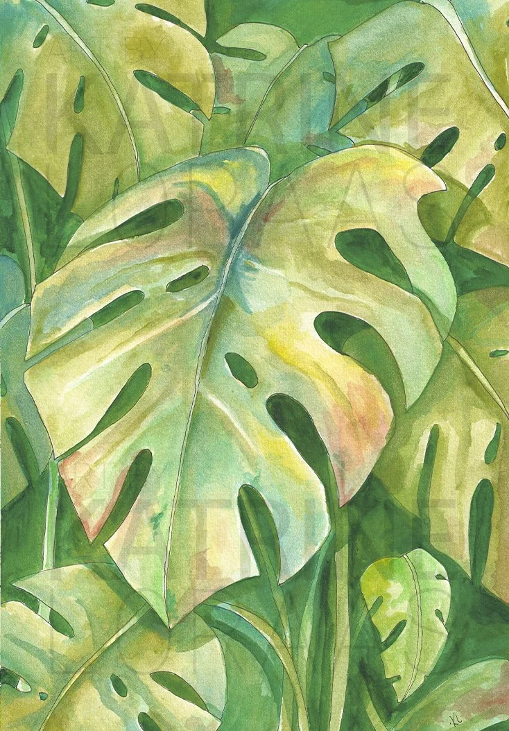 Monstera 1