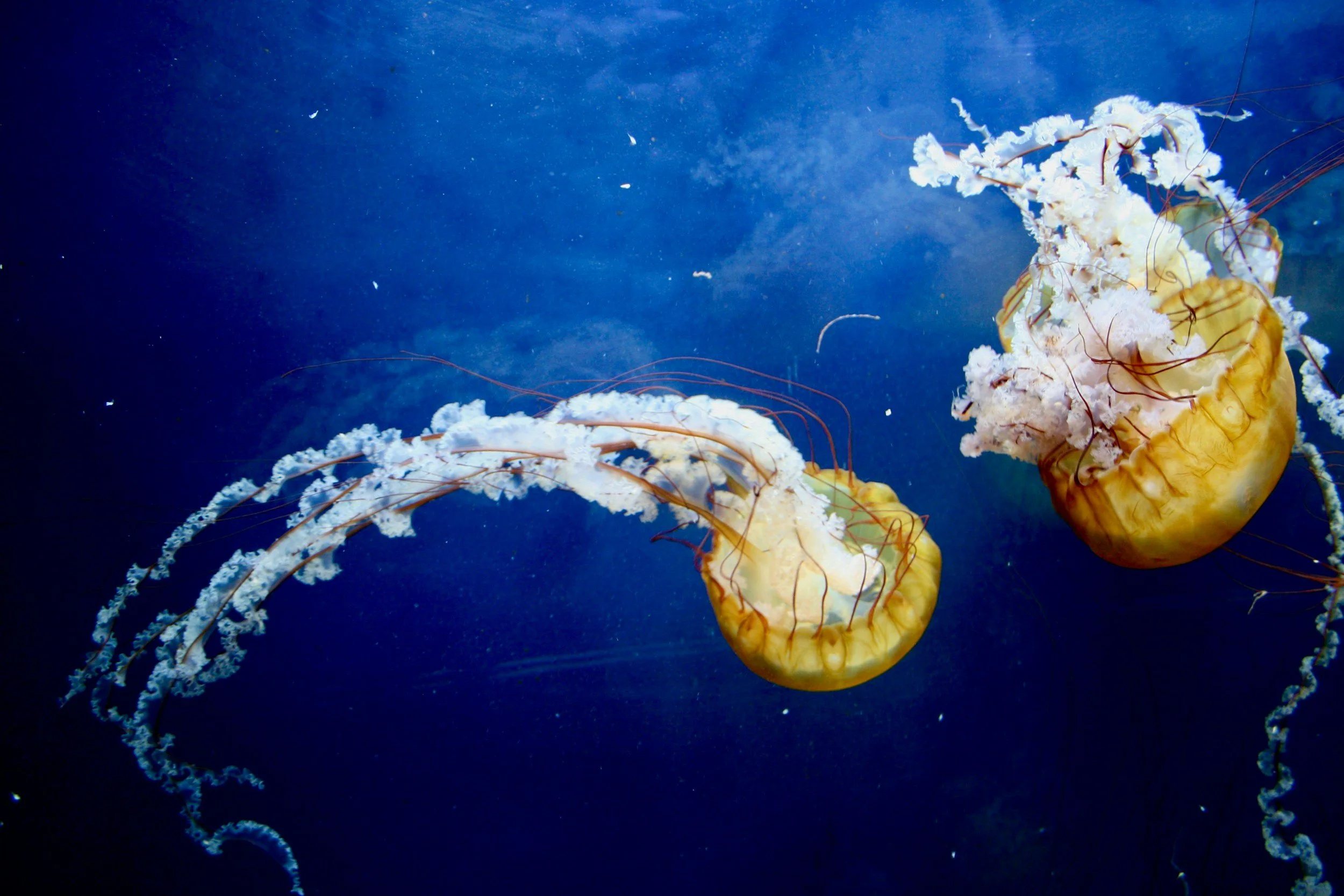 Don’t Pee on My Nematocyst: A Lifeguard’s Guide to Jellyfish &amp; Sea Nettles
