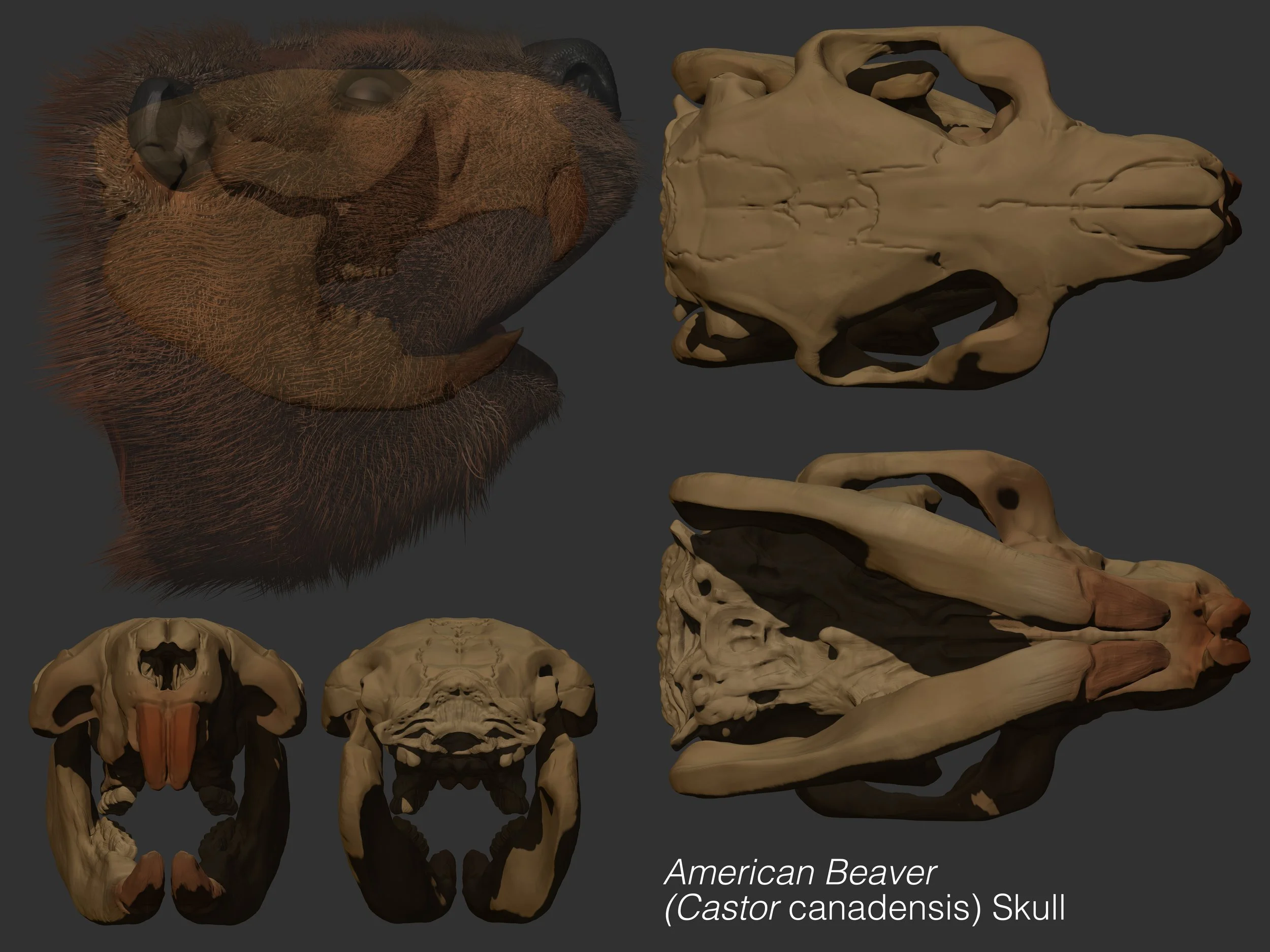 Mike V beaver skull.jpg