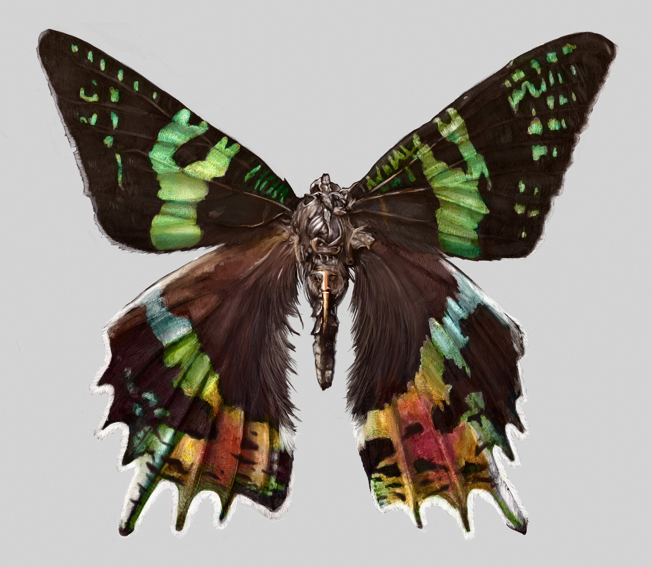 Sunset Moth 2019