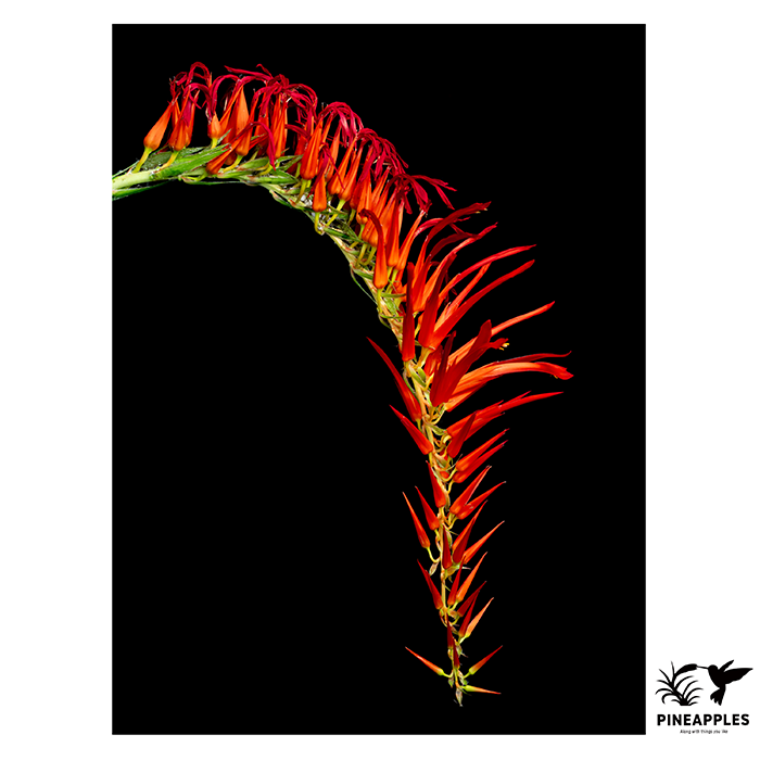 [Pit-004] Pitcairnia bergii (Ecuador) 2.webp