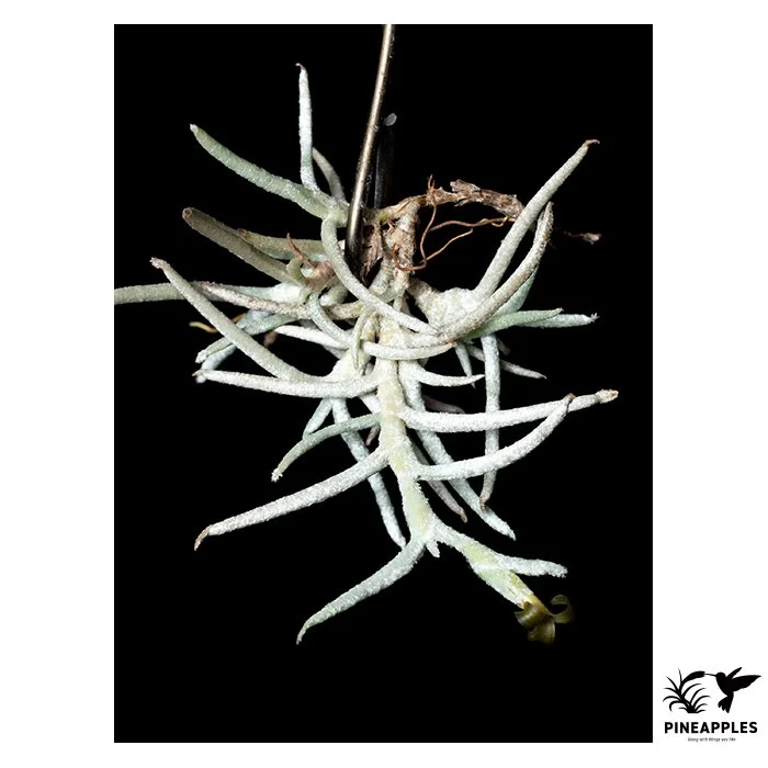 [Til-607] Tillandsia mollis
