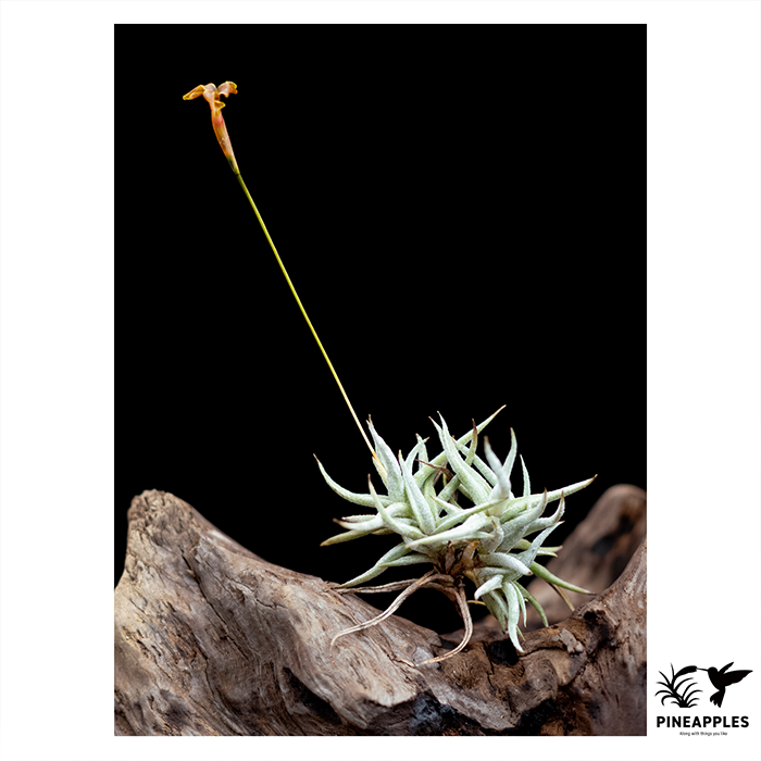 [Til-253] Tillandsia funebris (Old Gold Flower)