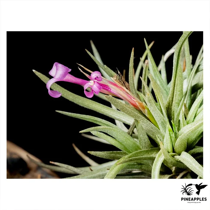 [Til-1004] Tillandsia argentina