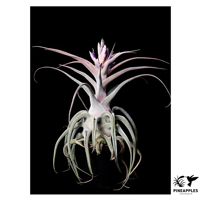 [Til-452] Tillandsia ehlersiana