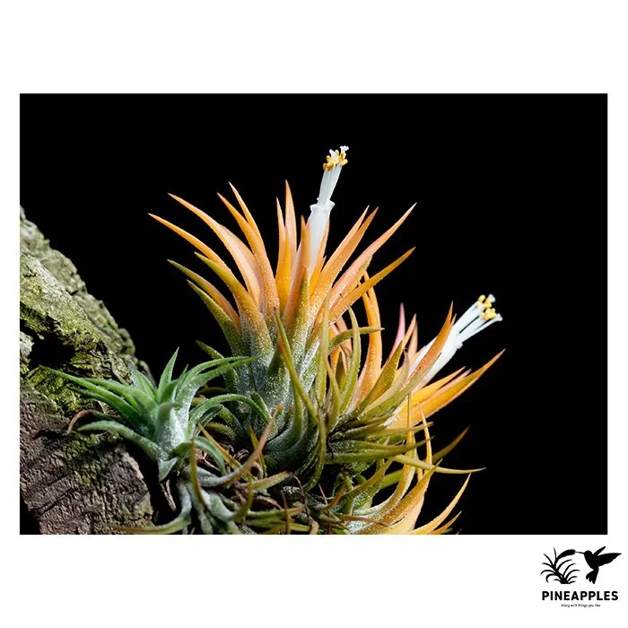 [Til-343] Tillandsia ionantha 'Druid' 1971