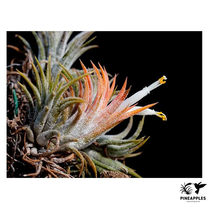[Til-911] Tillandsia ionantha 'Druid' TF