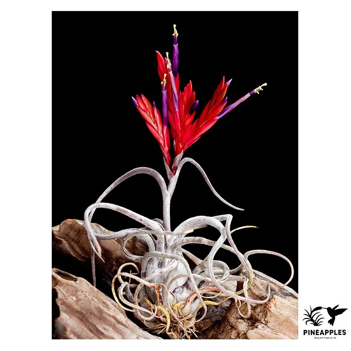 [Til-687] Tillandsia caput-medusae