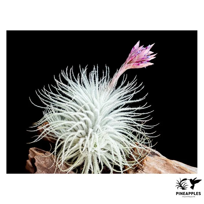 [Til-1037] Tillandsia tectorum var. globosa