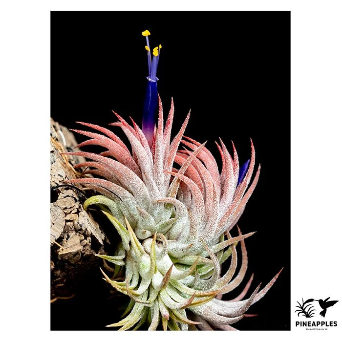 [Til-285] Tillandsia ionantha (Thick Leaf)