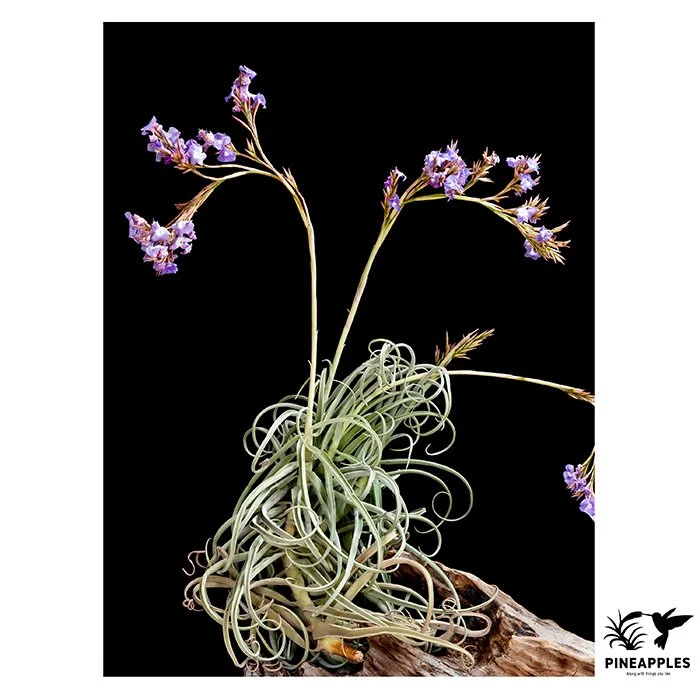 [Til-936] Tillandsia streptocarpa (Large Clone)