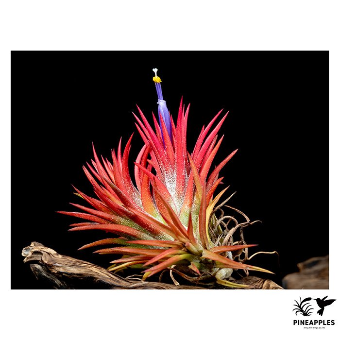 [Til-656] Tillandsia ionantha 'Evolution'