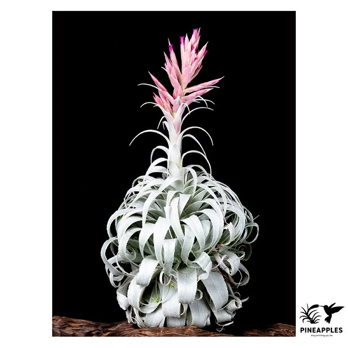 [Til-19] Tillandsia chapeuensis var. turriformis