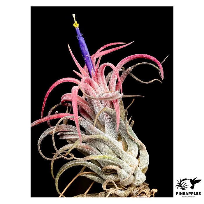 [Til-345] Tillandsia praschekii