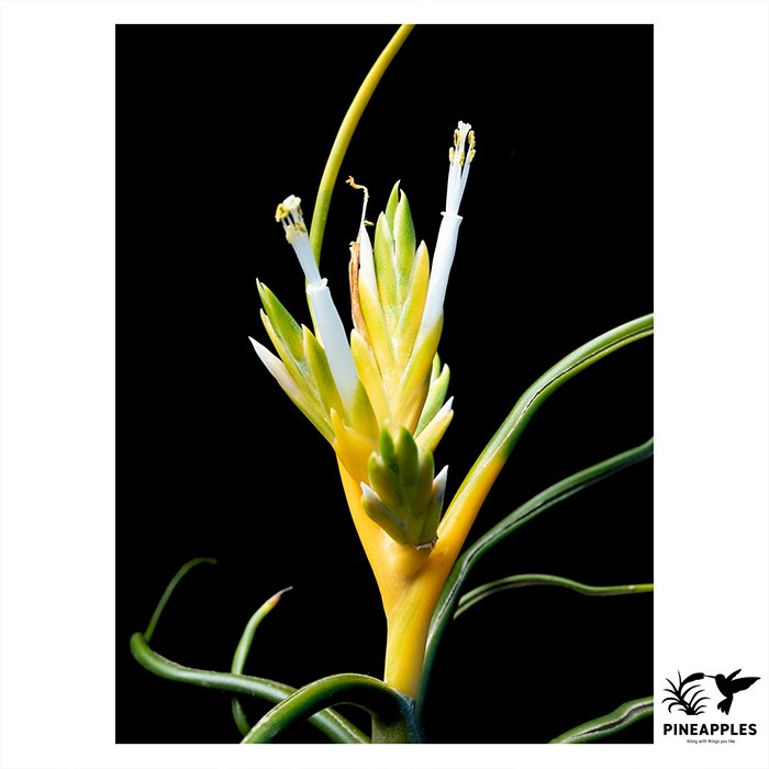 [Til-009] Tillandsia bulbosa f. alba