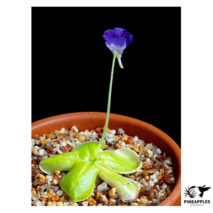 [Pin-004] Pinguicula jackii