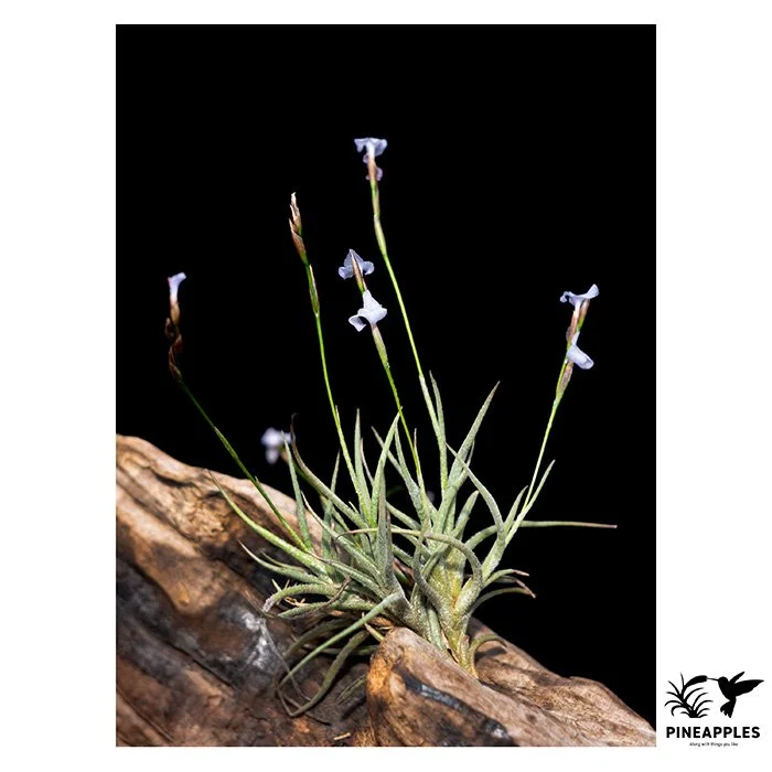 [Til-1034] Tillandsia bandensis (Semi-Alba)