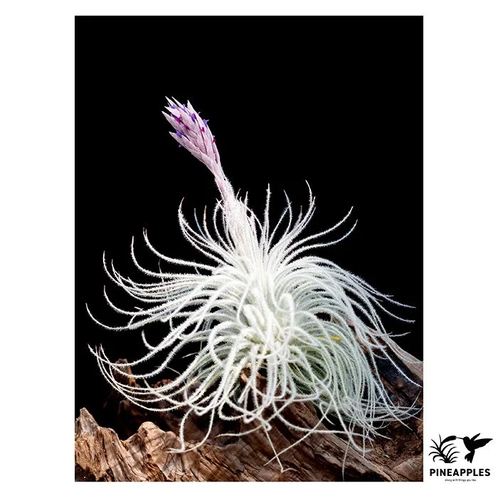 [Til-857] Tillandsia tectorum var. globosa