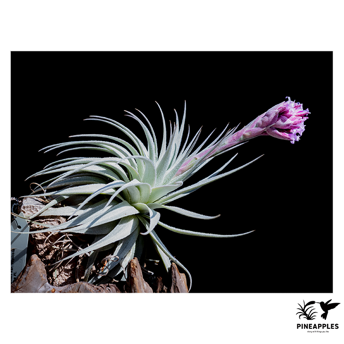 [Til-326] Tillandsia gardneri var. rupicola (Bright Purple）