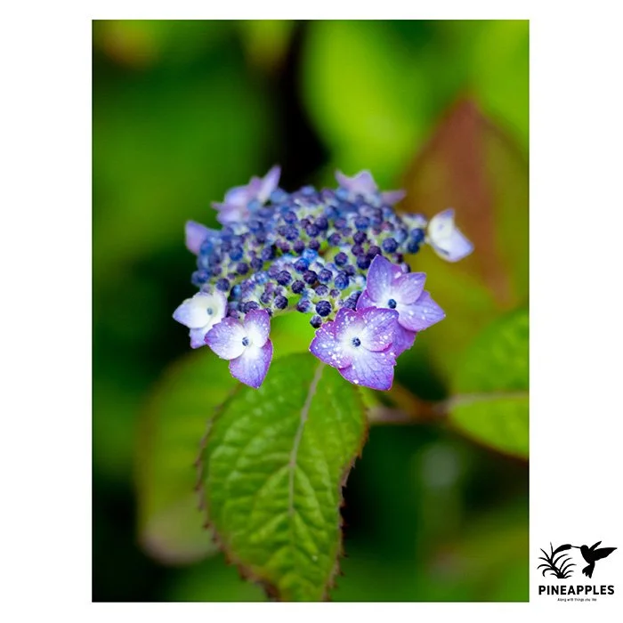 [Hyd-2-001] Hydrangea 'Hoshi-no-shizuku'