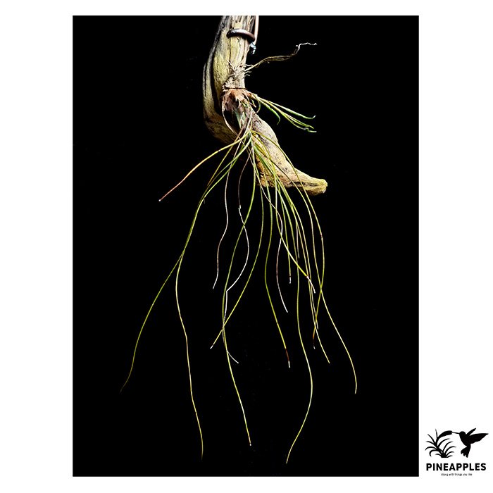 [Til-1039] Tillandsia dexteri