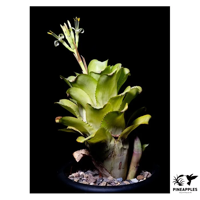[Bil-012 ] Billbergia horrida var. horrida