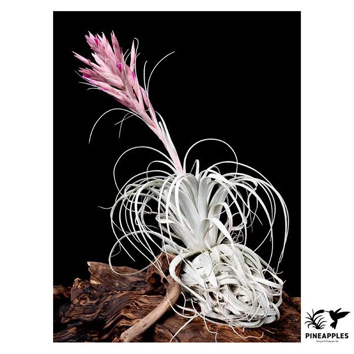 [Til-575] Tillandsia chapeuensis var. turriformis (Thin Leaf)