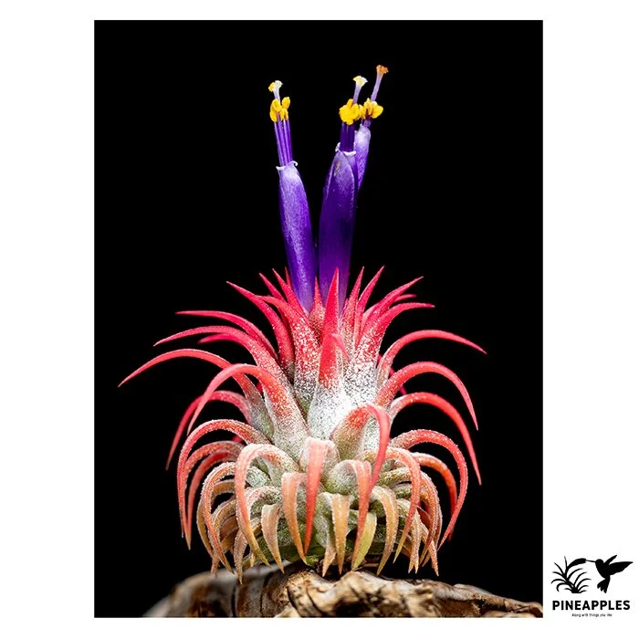 [Til-716] Tillandsia ionantha ‘Ron’