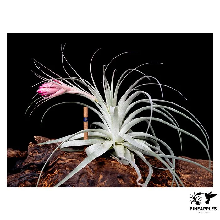 [Til-748] Tillandsia gardneri (Large Clone)