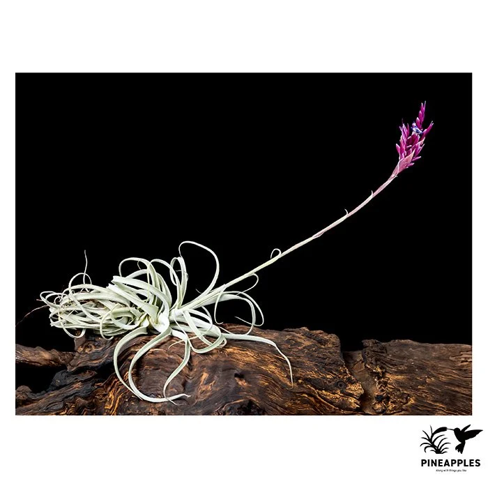 [Til-985] Tillandsia straminea 'Deep Purple' Double Flower
