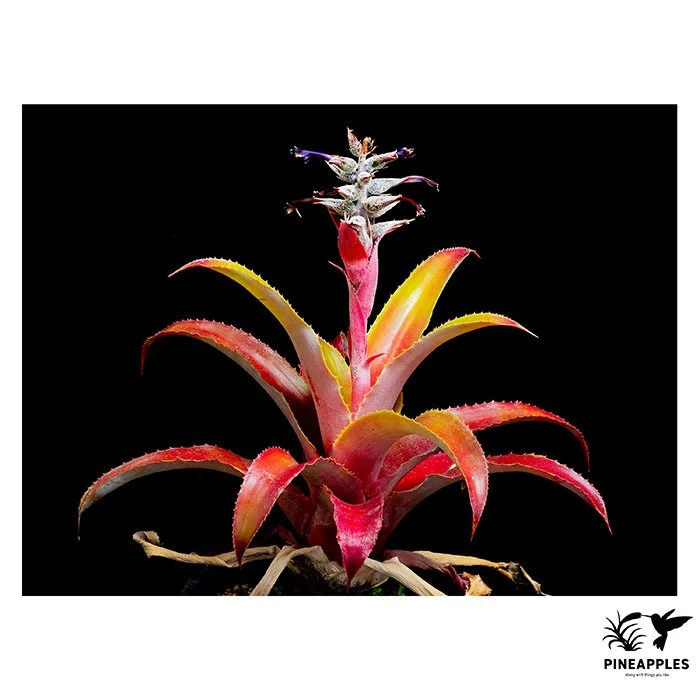 [Urs-001] Ursulaea tuitensis
