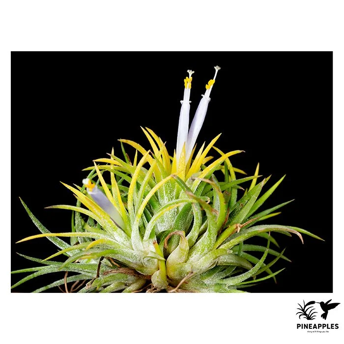 [Til-722] Tillandsia ionantha 'Blue Eyed Druid'