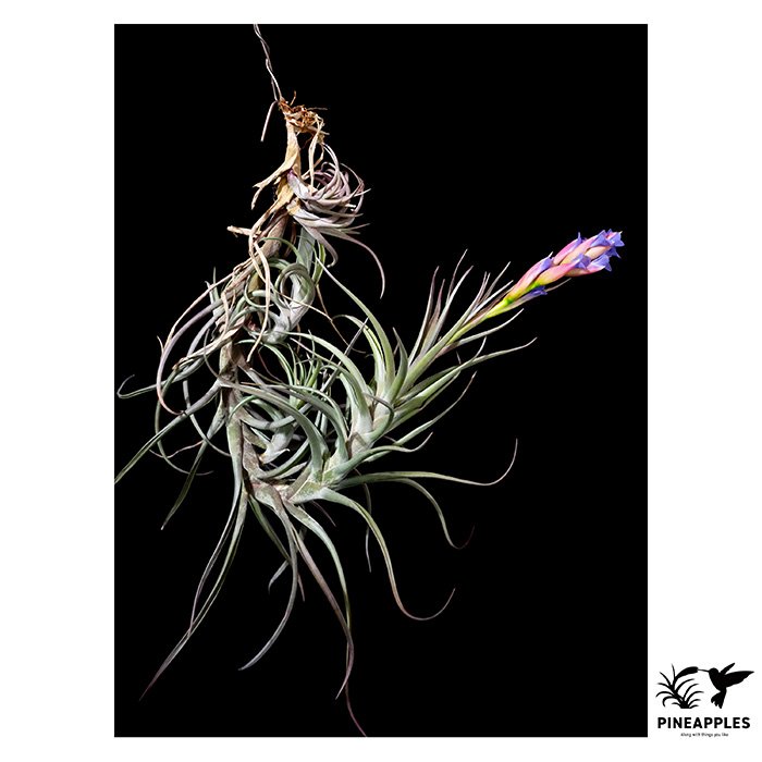 [Til-418] Tillandsia sp. nova