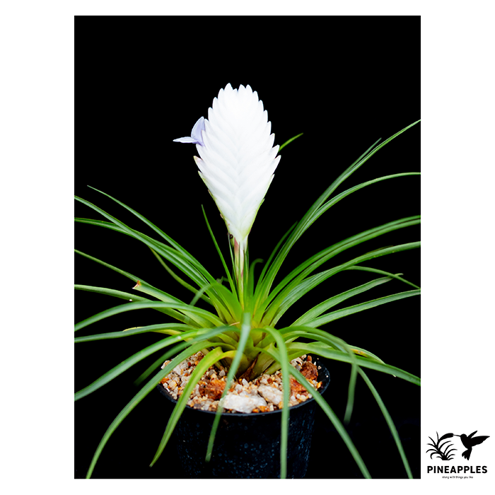[Wal-06] Wallisia cyanea 'Pure White'