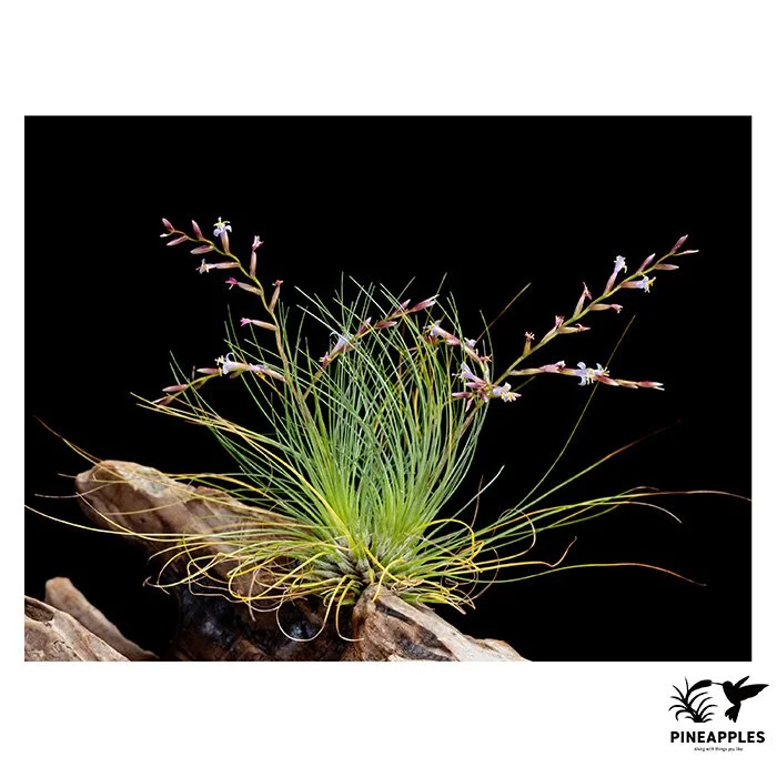 [Til-125] Tillandsia filifolia