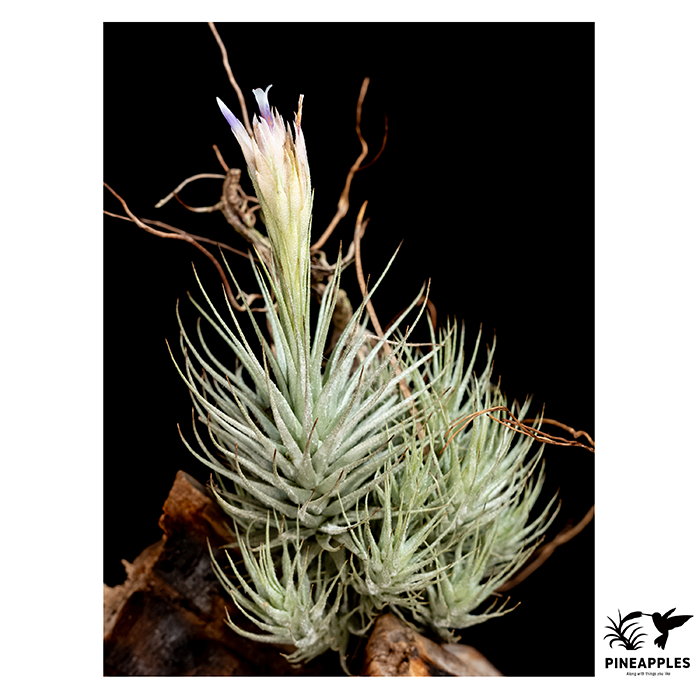 [Til-100] Tillandsia heteromorpha var. rauhii (Peru).webp