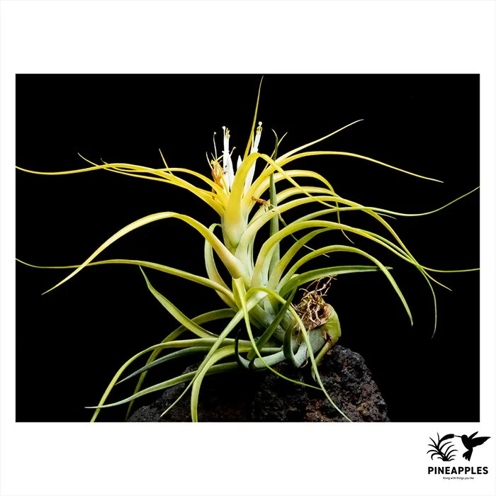 [Til-07] Tillandsia brachycaulos 'Sunglow'