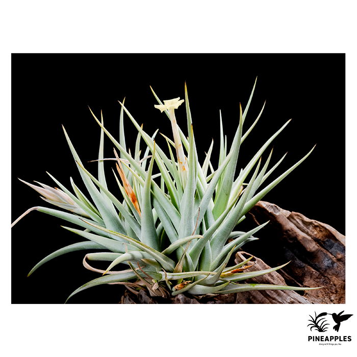 [Til-972] Tillandsia xiphioides var. lutea Ex. Franz Gruber