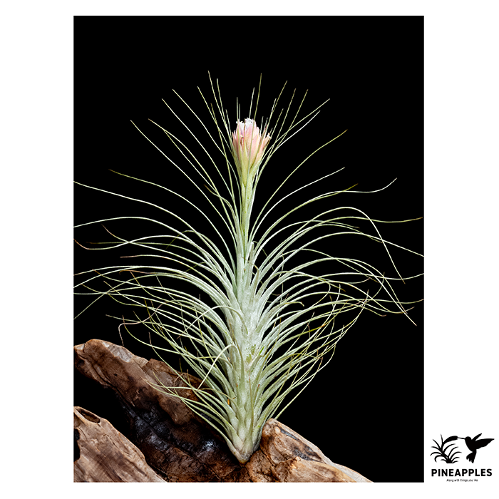 [Til-853] Tillandsia heteromorpha var. rauhii.webp