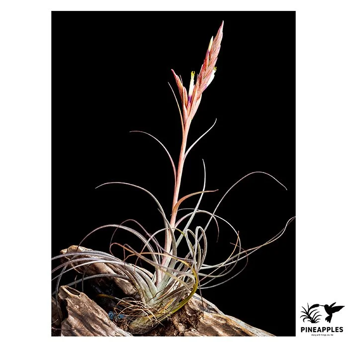 [Til-828] ionantha x schiedeana
