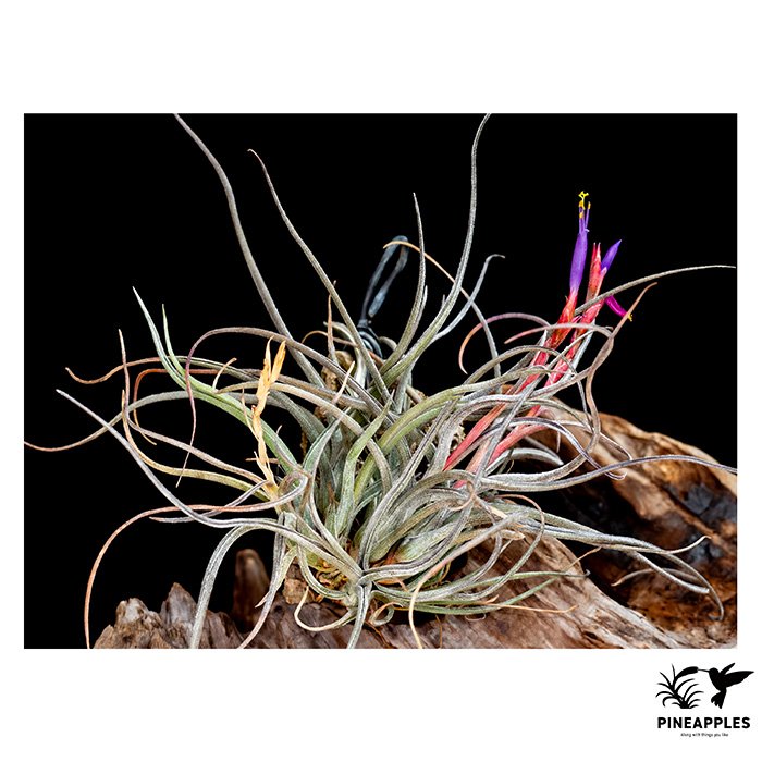 [Til-477] Tillandsia baileyi